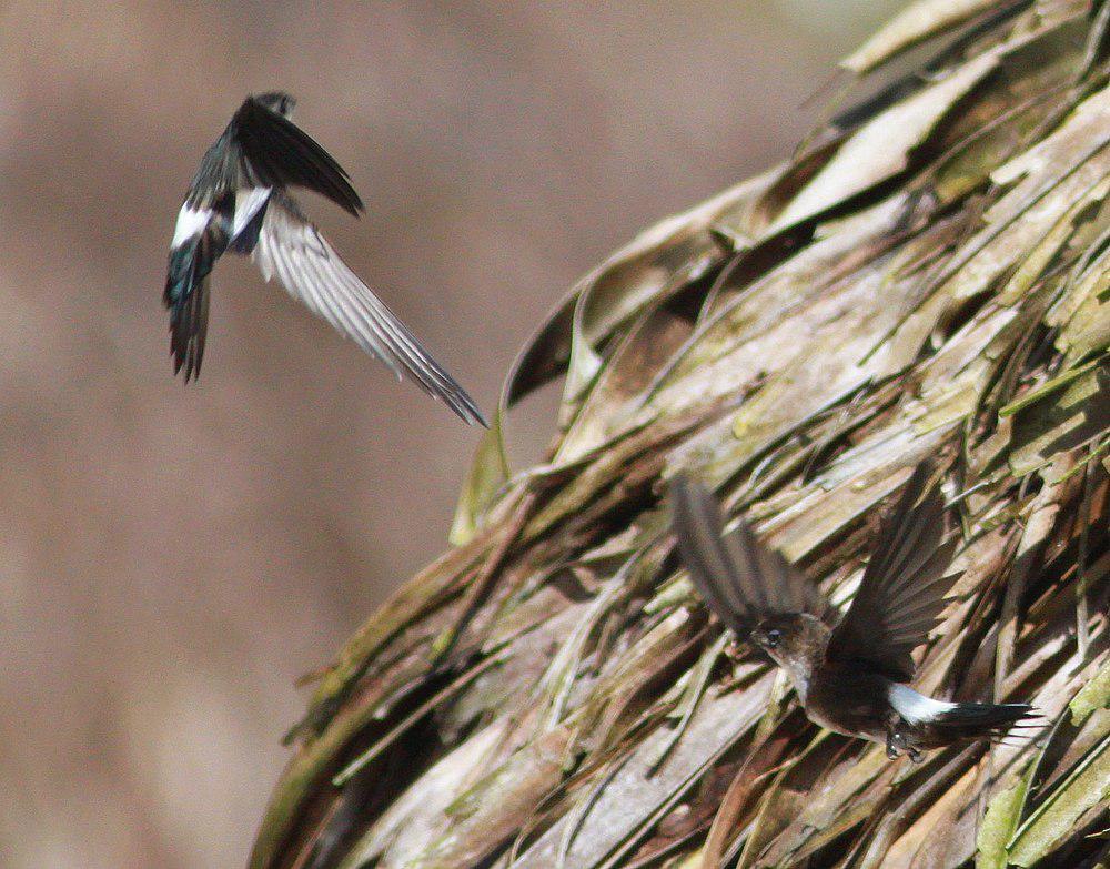 西印棕雨燕 / Antillean Palm Swift / Tachornis phoenicobia