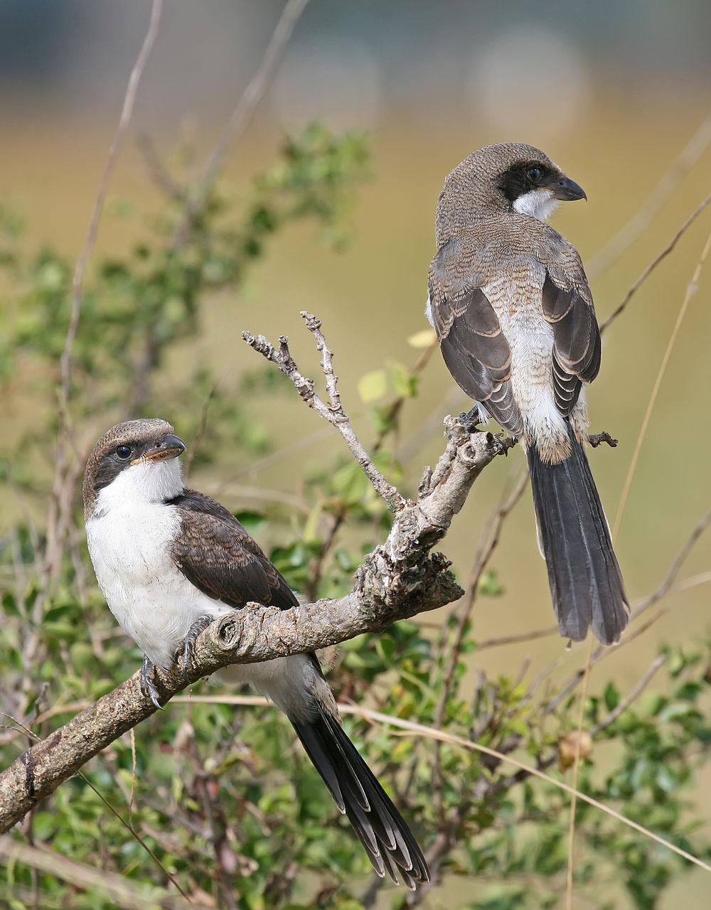 东非长尾伯劳 / Long-tailed Fiscal / Lanius cabanisi