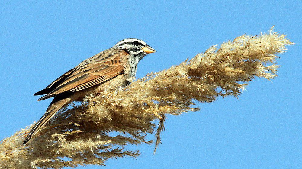 黑纹鹀 / Striolated Bunting / Emberiza striolata