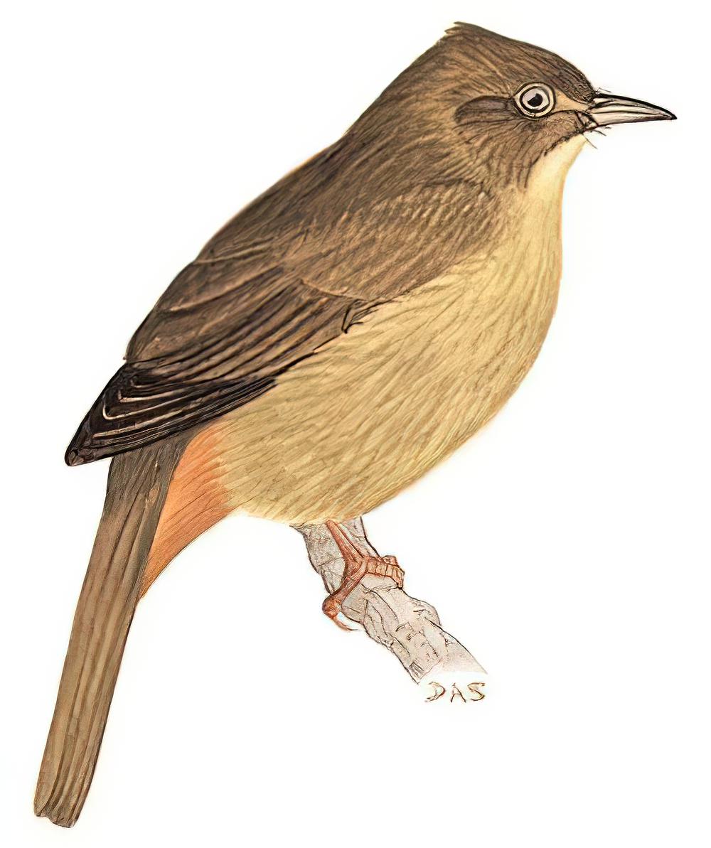 灰眼短脚鹎 / Grey-eyed Bulbul / Iole propinqua