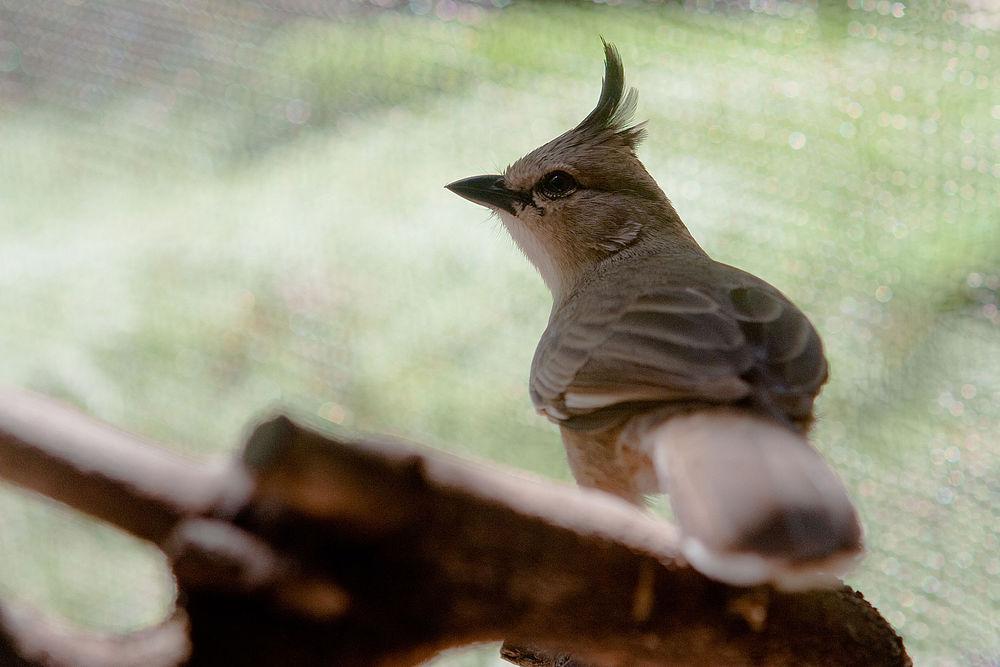 西啸冠鸫 / Chiming Wedgebill / Psophodes occidentalis