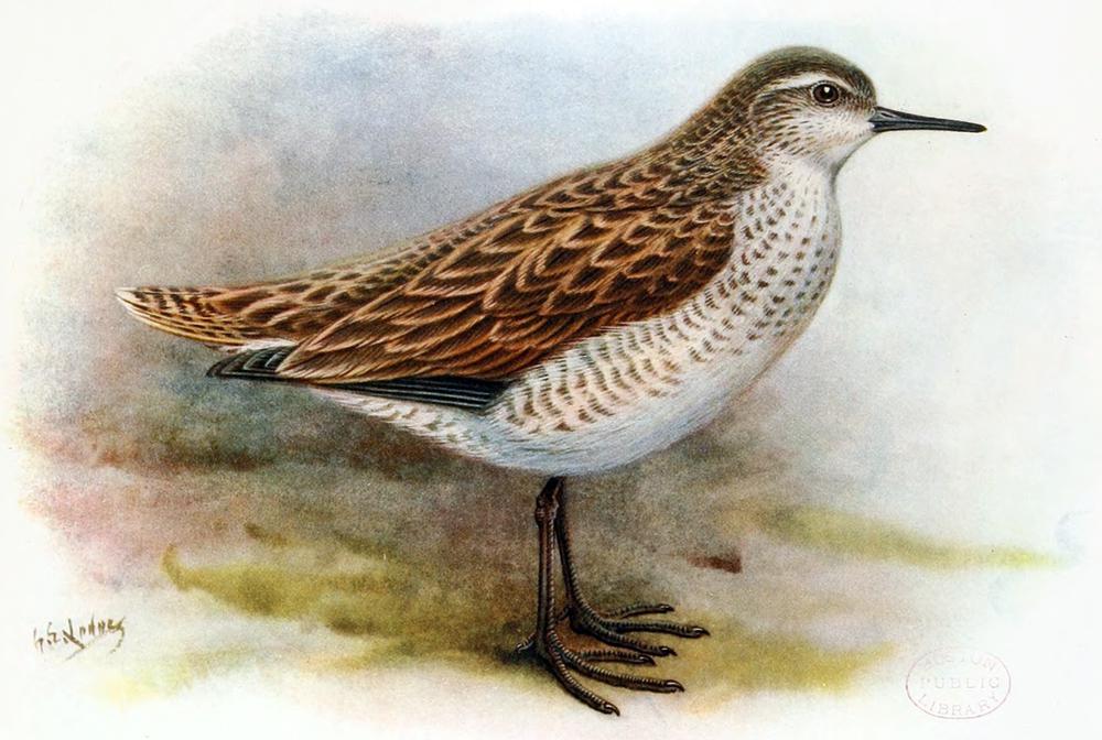 圣诞岛鹬 / Kiritimati Sandpiper / Prosobonia cancellata