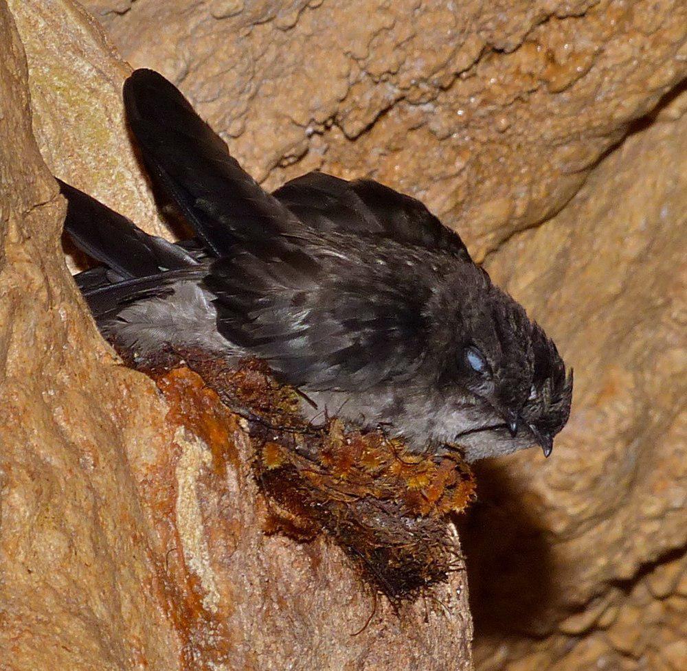 苔巢金丝燕 / Mossy-nest Swiftlet / Aerodramus salangana
