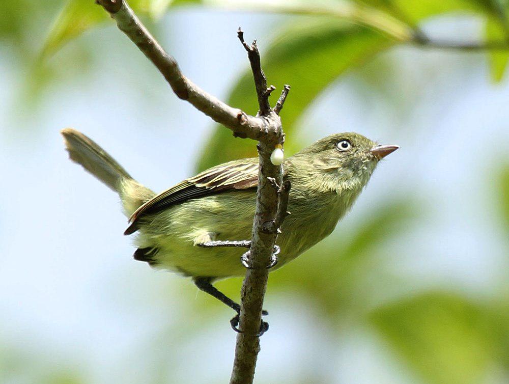 奇氏小霸鹟 / Chico\'s Tyrannulet / Zimmerius chicomendesi