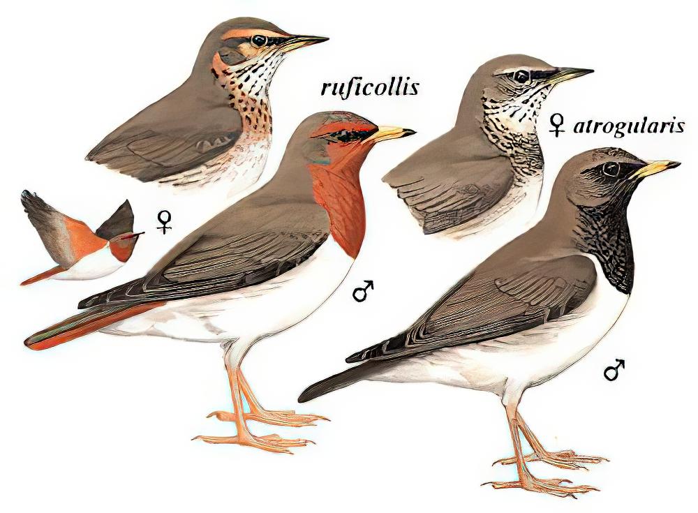 赤颈鸫 / Red-throated Thrush / Turdus ruficollis