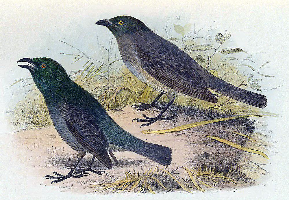 绿头辉椋鸟 / Tasman Starling / Aplonis fusca