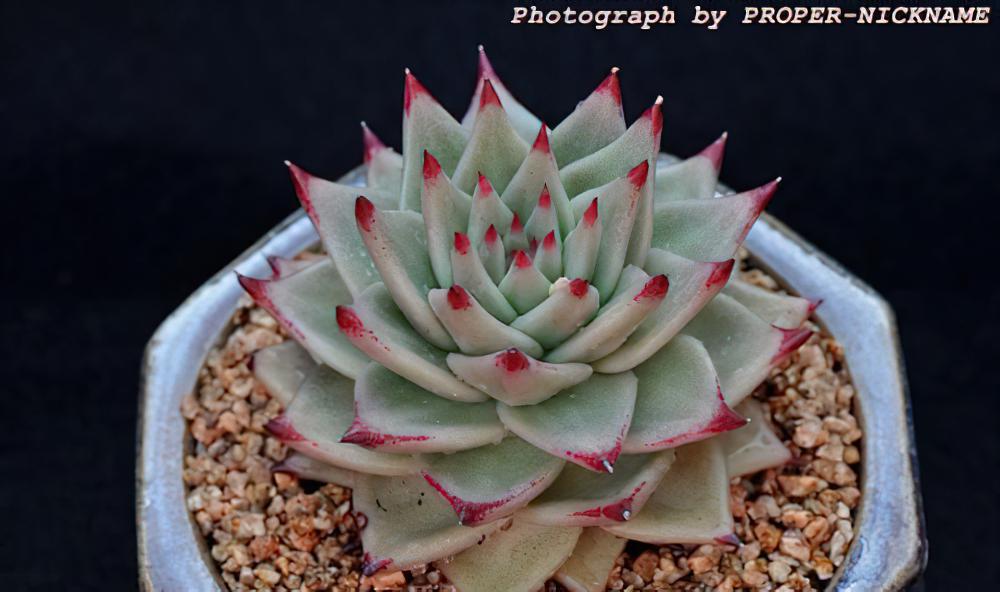 Echeveria agavoides-东云