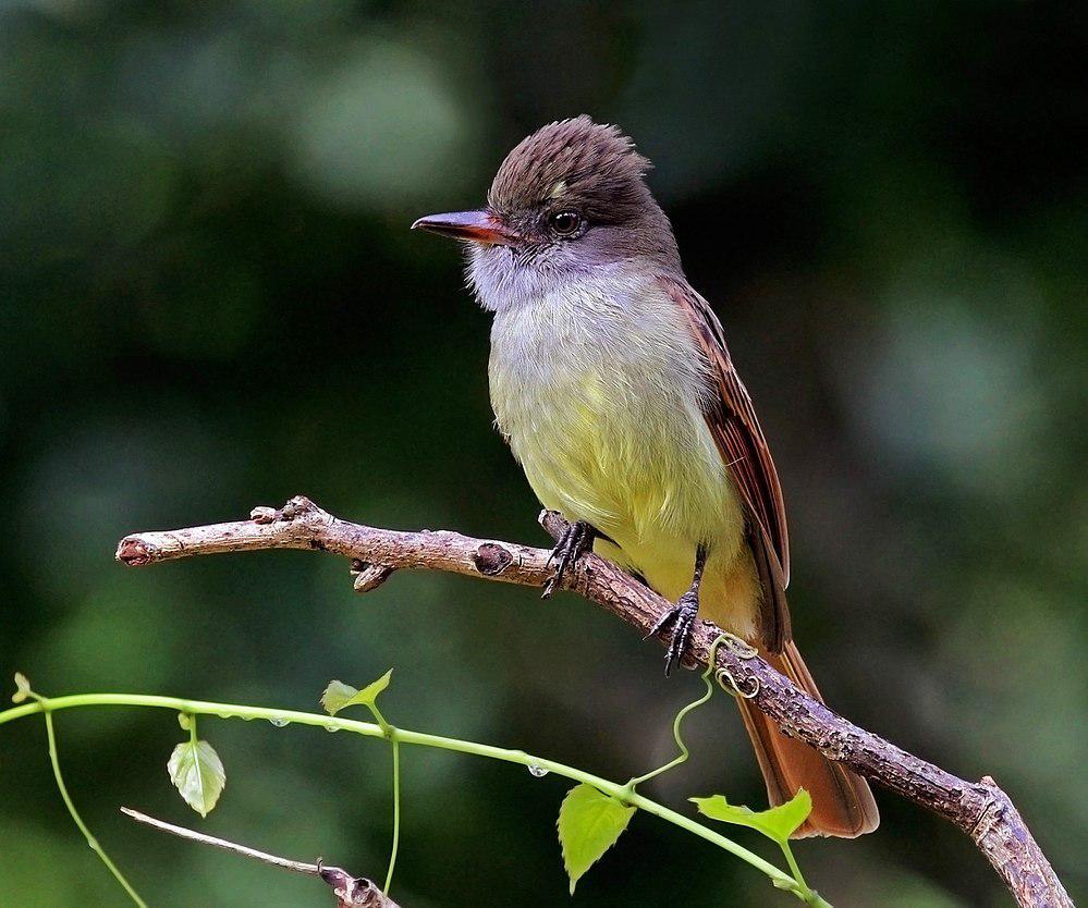 棕尾蝇霸鹟 / Rufous-tailed Flycatcher / Myiarchus validus