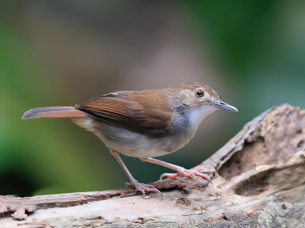 白胸雅鹛 / White-chested Babbler / Pellorneum rostratum