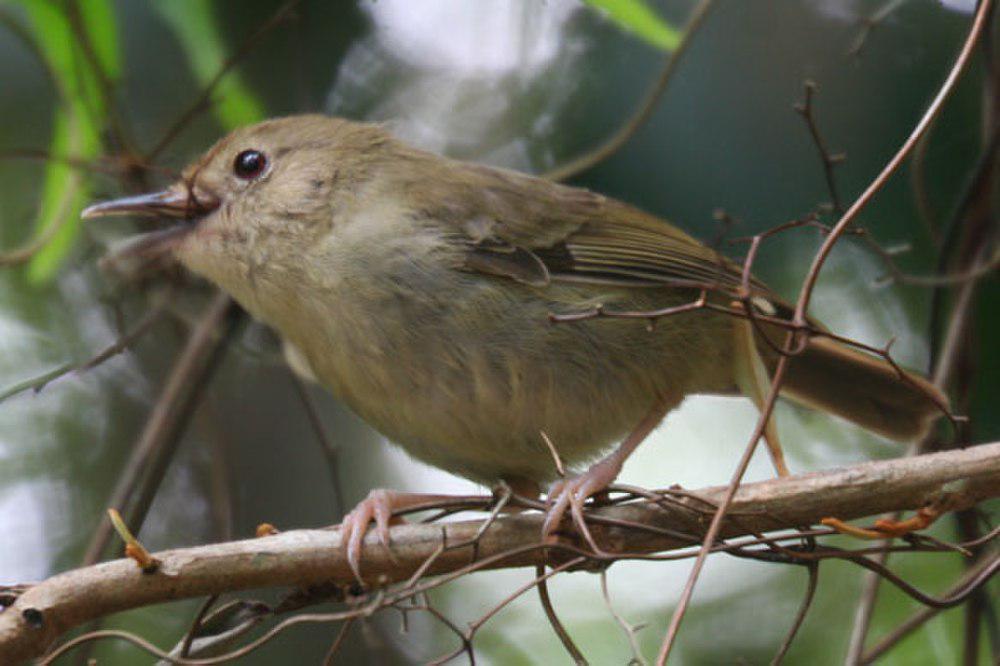 澳洲丝刺莺 / Atherton Scrubwren / Sericornis keri