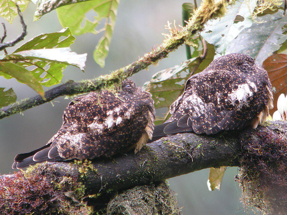 棕腹夜鹰 / Rufous-bellied Nighthawk / Lurocalis rufiventris