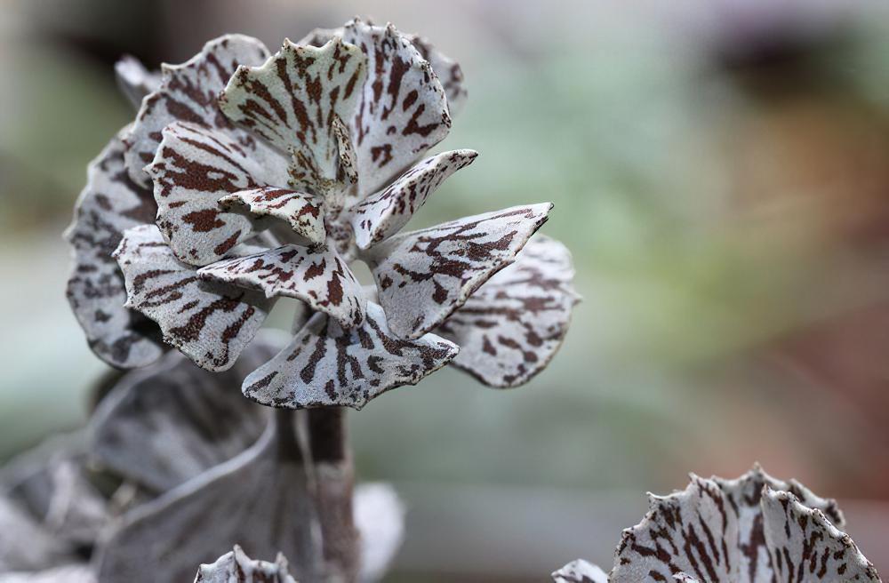 雀扇 Kalanchoe rhombopilosa