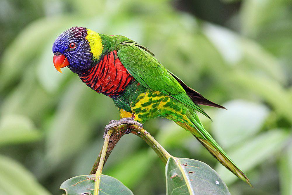 椰果彩虹鹦鹉 / Coconut Lorikeet / Trichoglossus haematodus