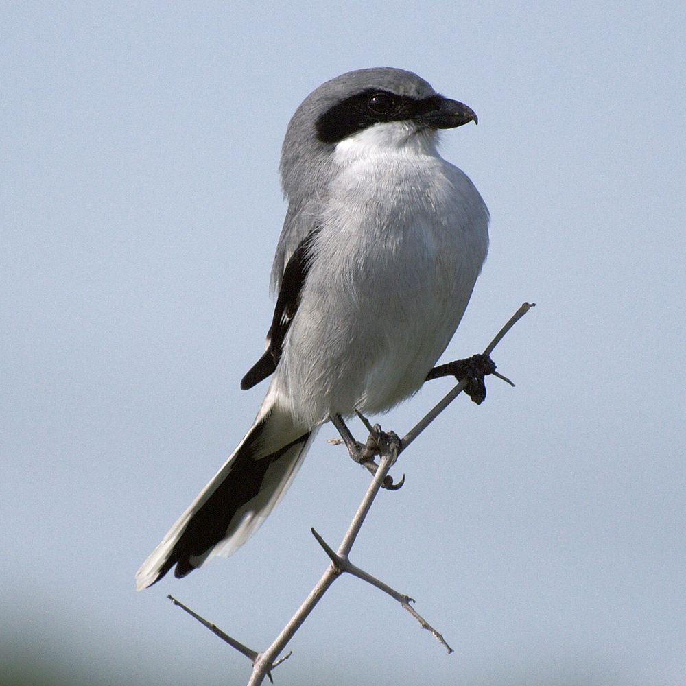 呆头伯劳 / Loggerhead Shrike / Lanius ludovicianus