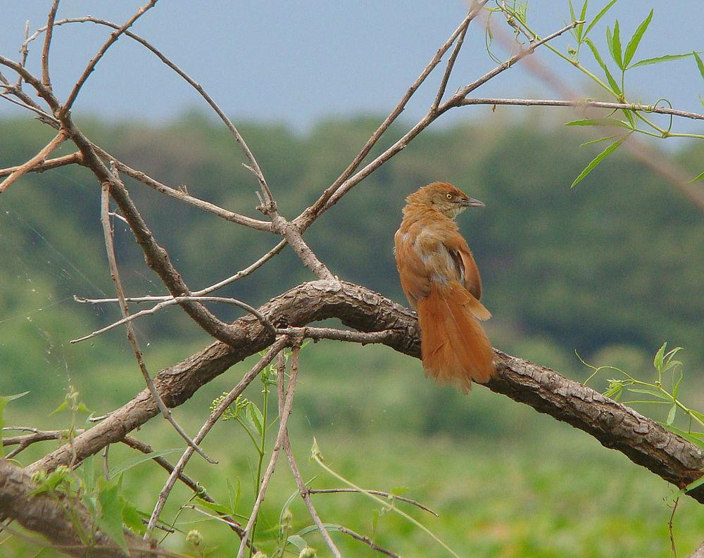 大棘雀 / Greater Thornbird / Phacellodomus ruber