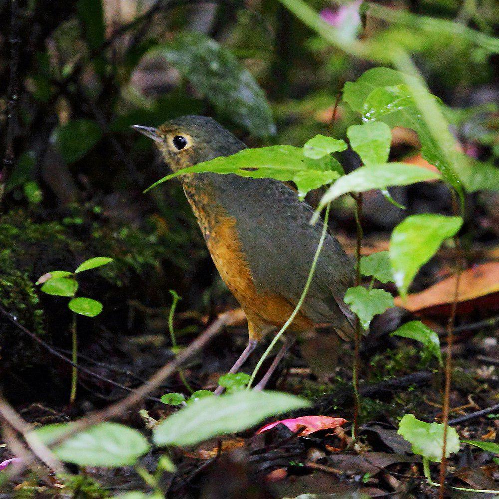 斑胸蚁鸫 / Speckle-breasted Antpitta / Hylopezus nattereri