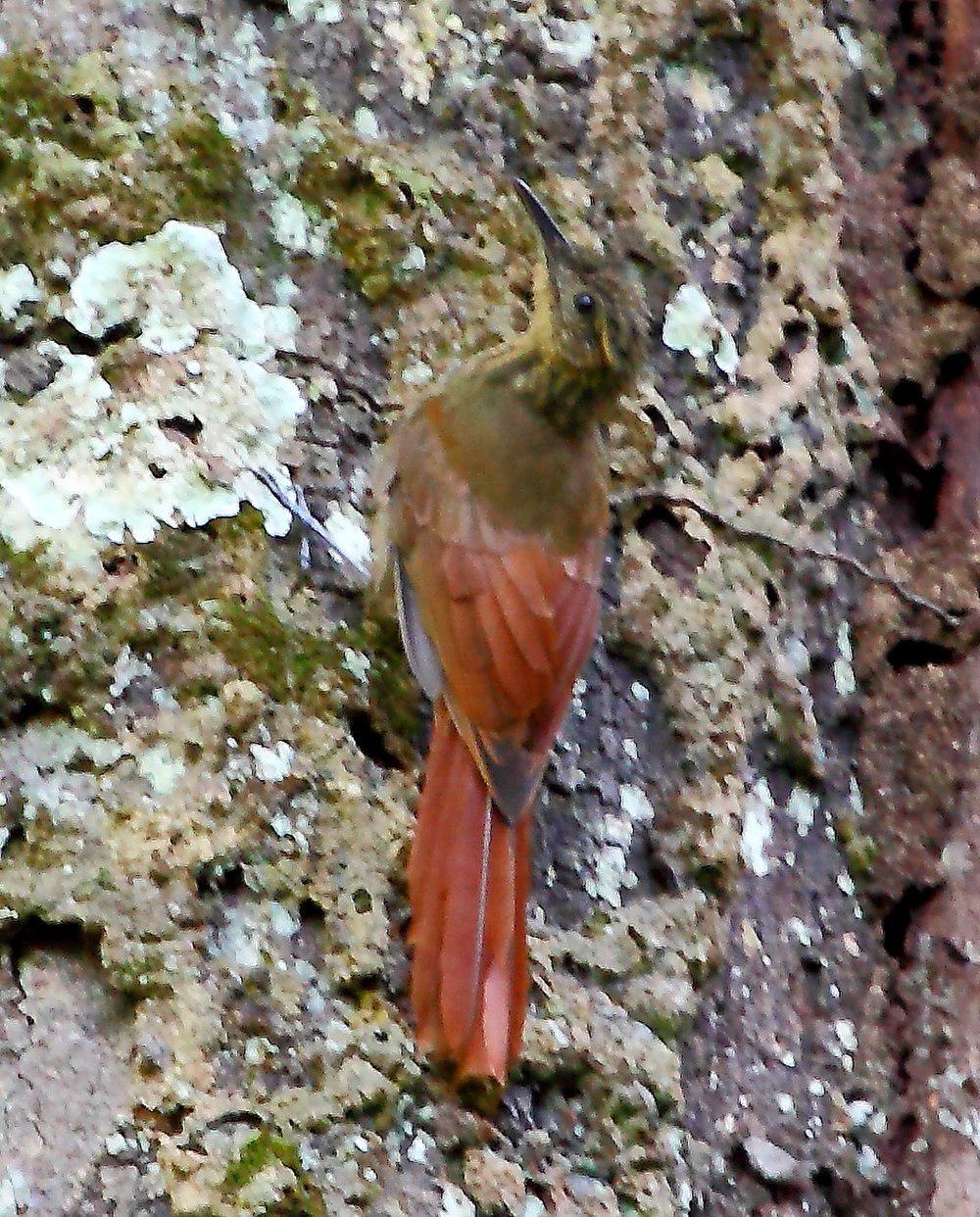 长尾䴕雀 / Long-tailed Woodcreeper / Deconychura longicauda