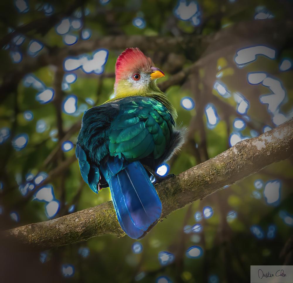 班氏蕉鹃 / Bannerman\'s Turaco / Tauraco bannermani