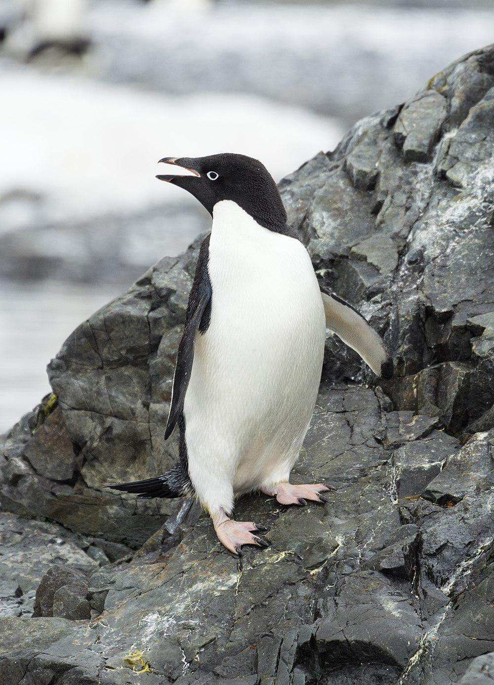 阿德利企鹅 / Adelie Penguin / Pygoscelis adeliae