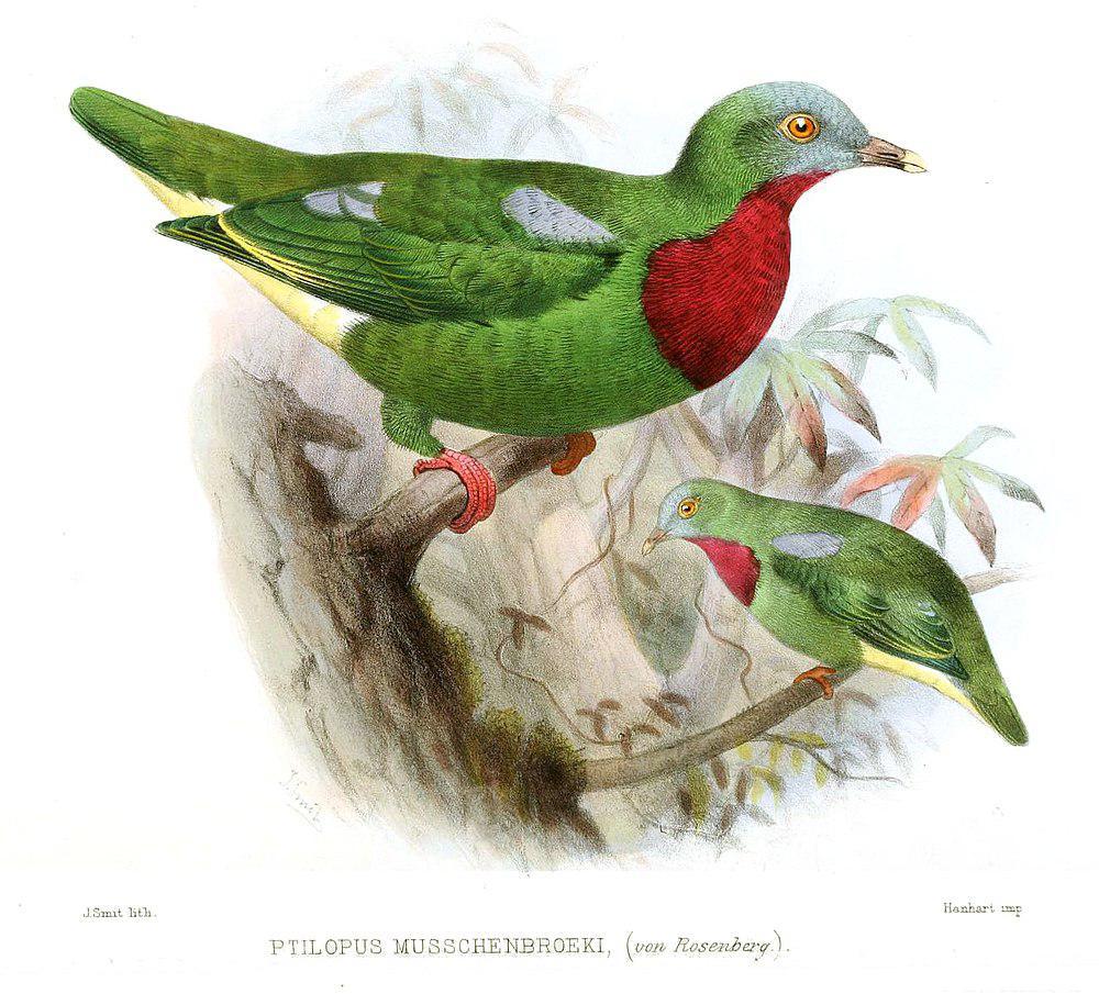 紫红胸果鸠 / Claret-breasted Fruit Dove / Ptilinopus viridis