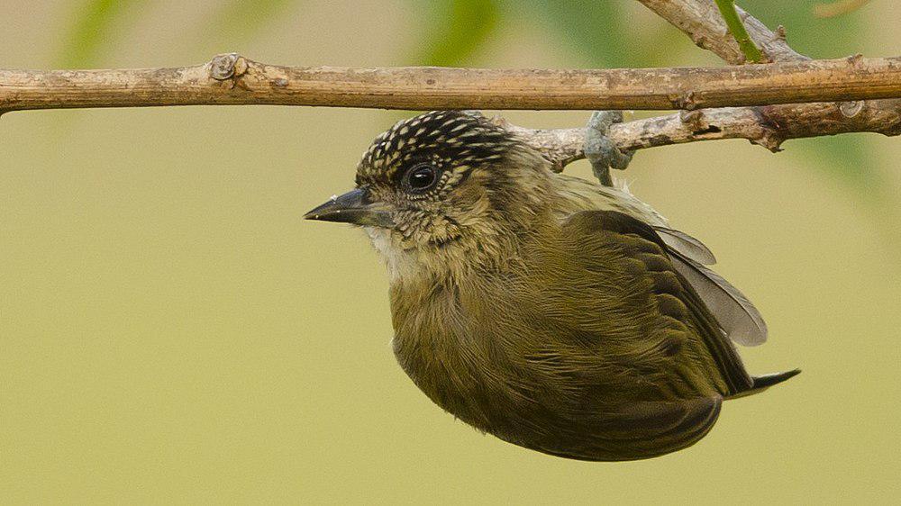 暗绿姬啄木鸟 / Olivaceous Piculet / Picumnus olivaceus