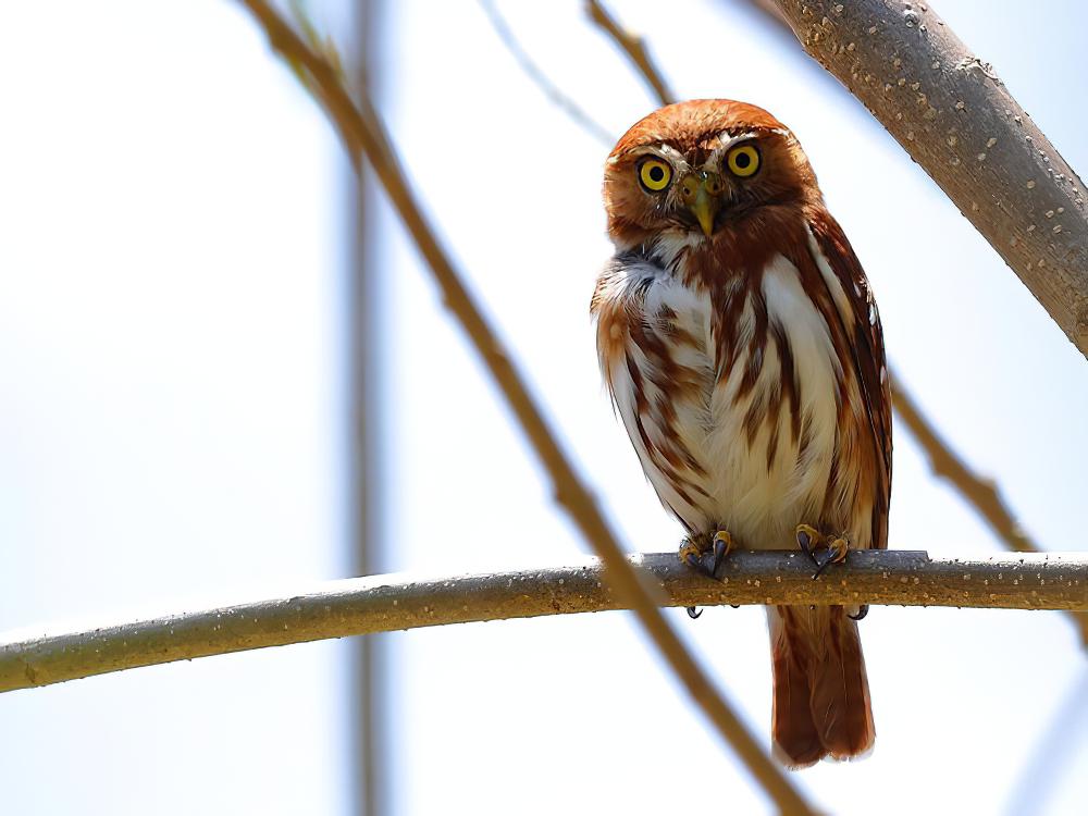 棕鸺鹠 / Ferruginous Pygmy Owl / Glaucidium brasilianum