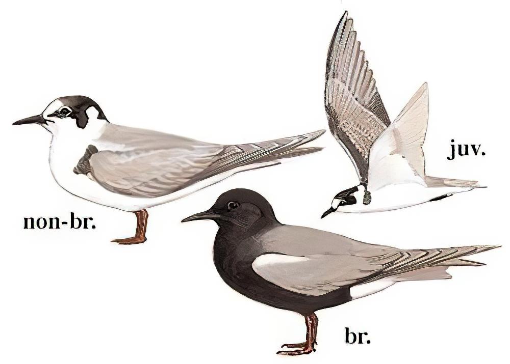 黑浮鸥 / Black Tern / Chlidonias niger