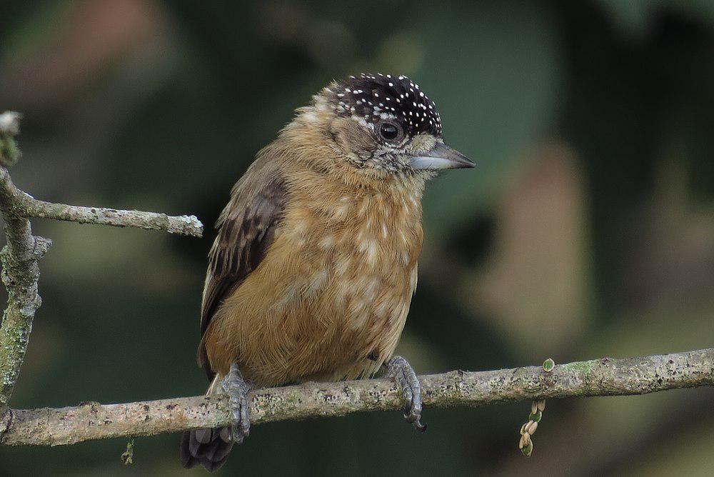 茶色姬啄木鸟 / Tawny Piculet / Picumnus fulvescens