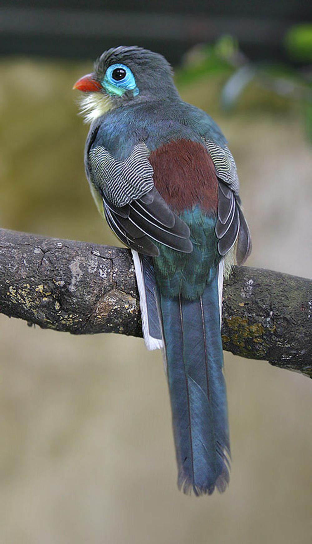 苏门答腊咬鹃 / Sumatran Trogon / Apalharpactes mackloti