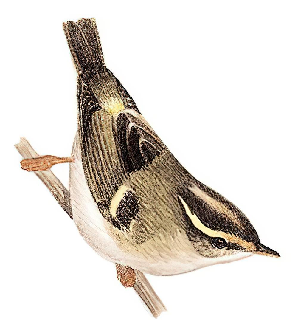 甘肃柳莺 / Gansu Leaf Warbler / Phylloscopus kansuensis