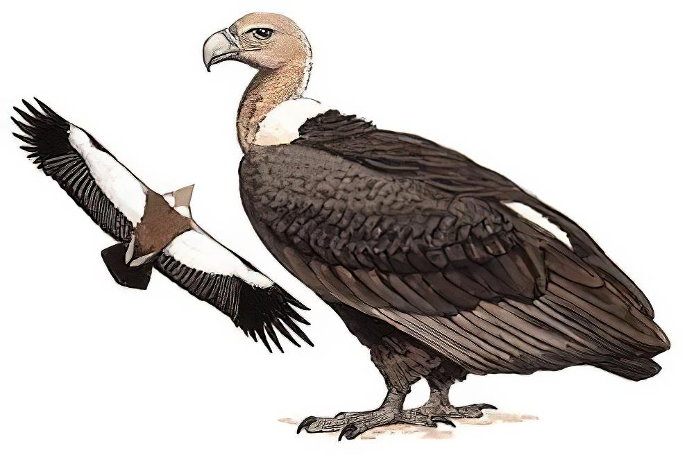白背兀鹫 / White-rumped Vulture / Gyps bengalensis