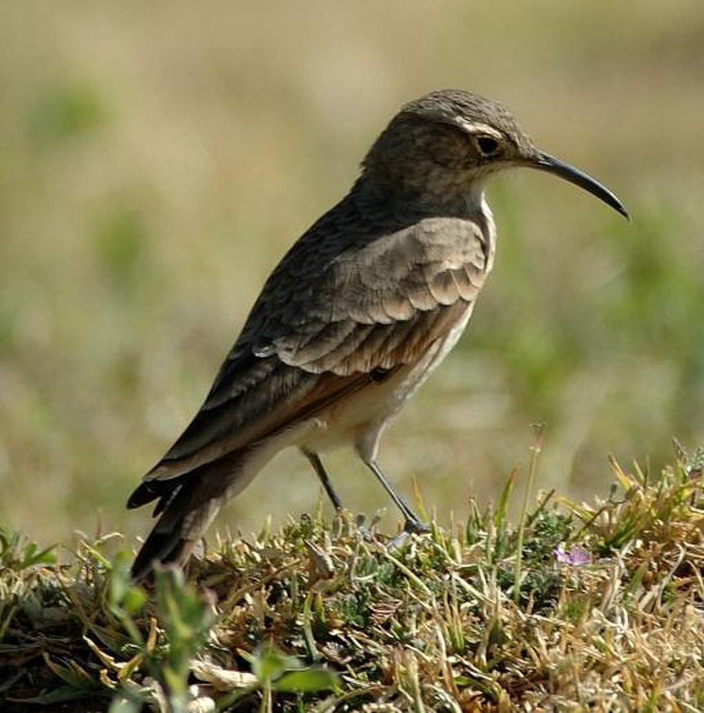 细嘴掘穴雀 / Slender-billed Miner / Geositta tenuirostris