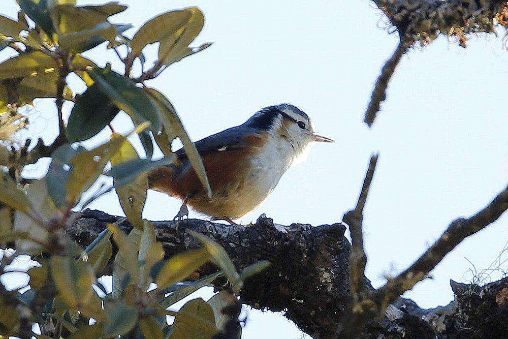 白眉䴓 / White-browed Nuthatch / Sitta victoriae