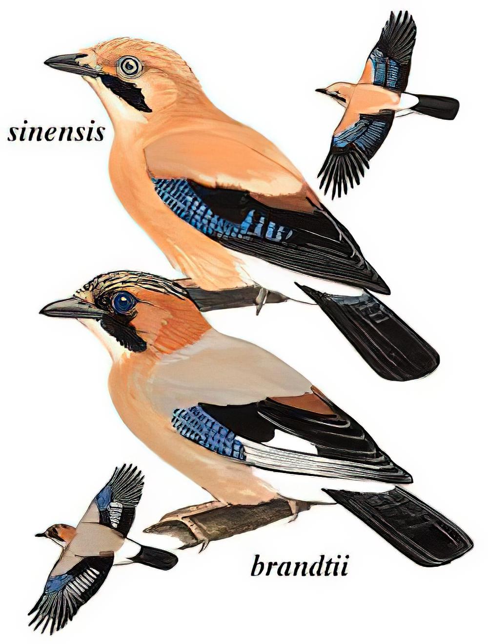 松鸦 / Eurasian Jay / Garrulus glandarius