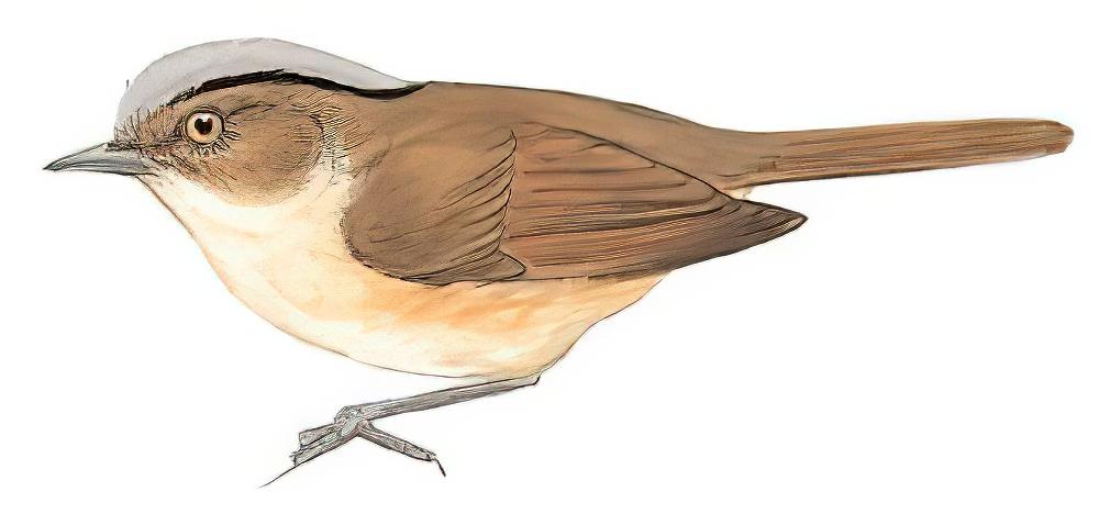 褐脸雀鹛 / Brown-cheeked Fulvetta / Alcippe poioicephala