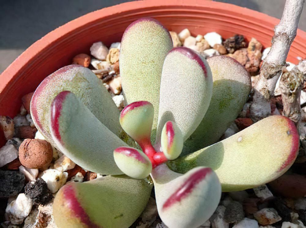 福娘Cotyledon orbiculata var.dinteri