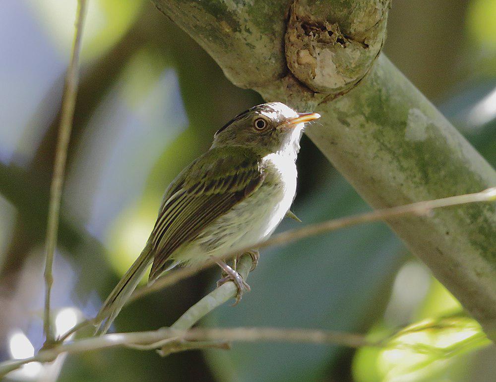 长冠侏霸鹟 / Long-crested Pygmy Tyrant / Lophotriccus eulophotes