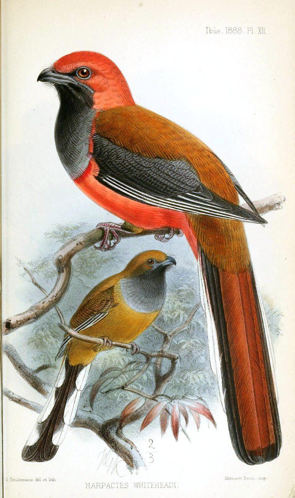 灰胸咬鹃 / Whitehead\'s Trogon / Harpactes whiteheadi