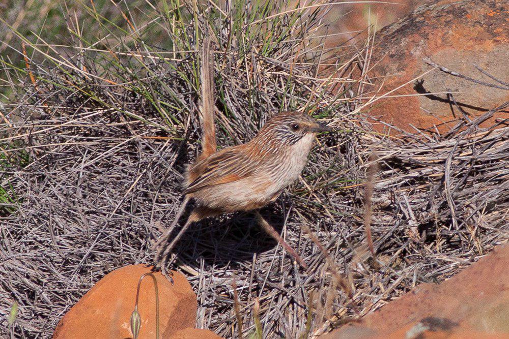 短尾草鹩莺 / Short-tailed Grasswren / Amytornis merrotsyi