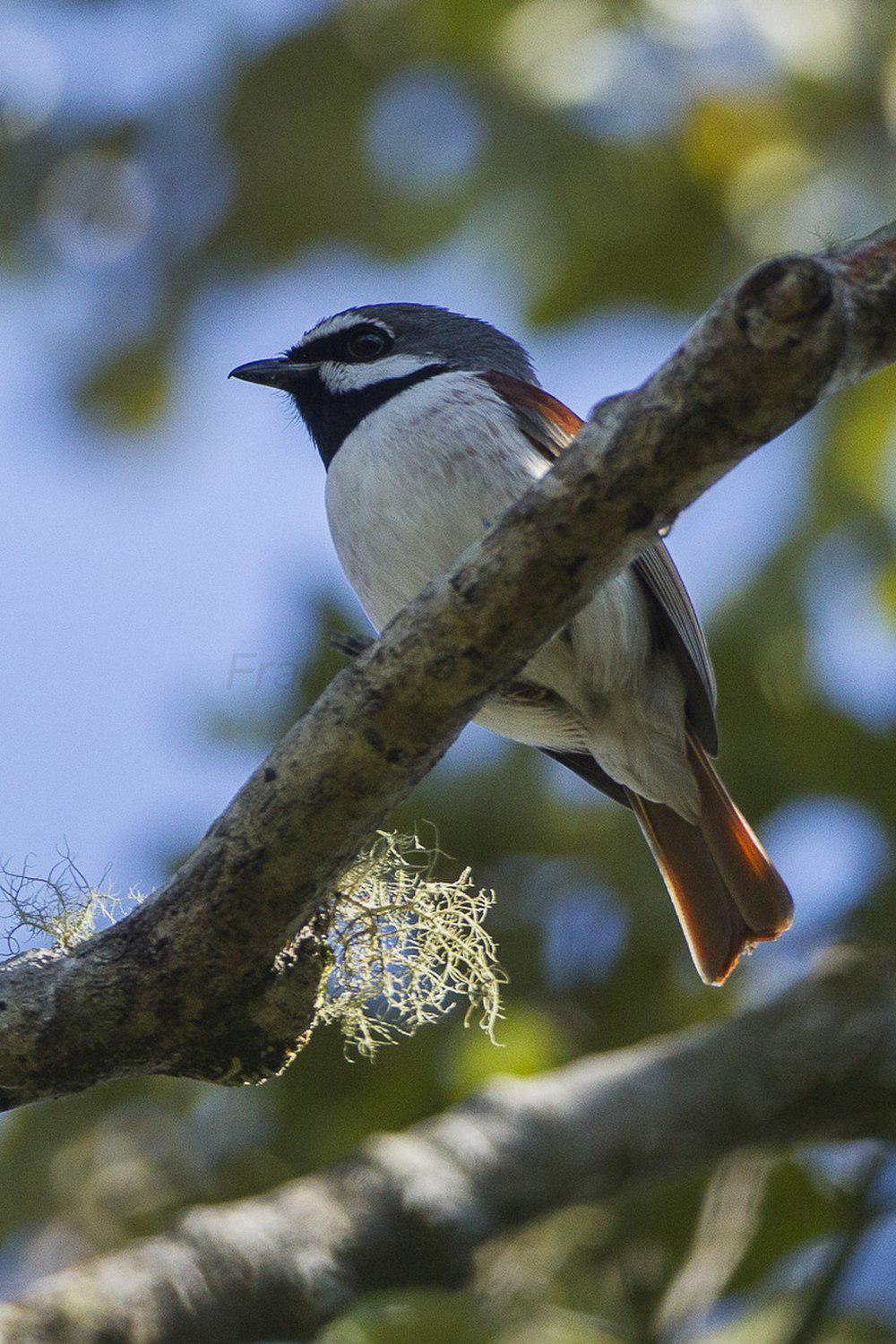 红尾钩嘴鵙 / Red-tailed Vanga / Calicalicus madagascariensis