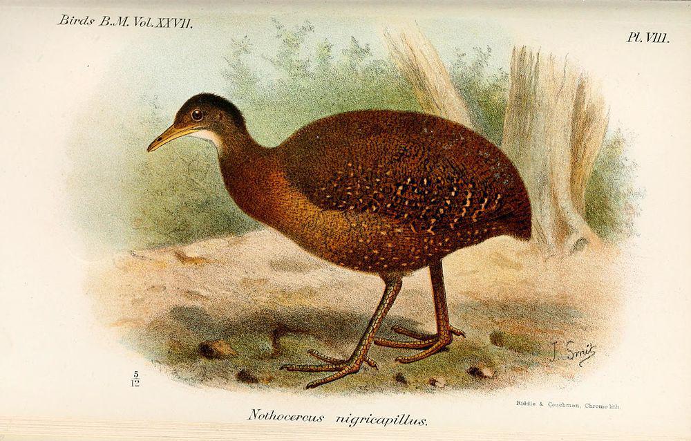 斗篷林䳍 / Hooded Tinamou / Nothocercus nigrocapillus