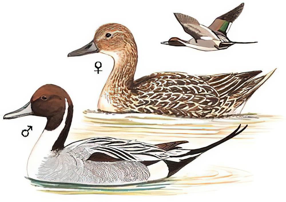 针尾鸭 / Northern Pintail / Anas acuta