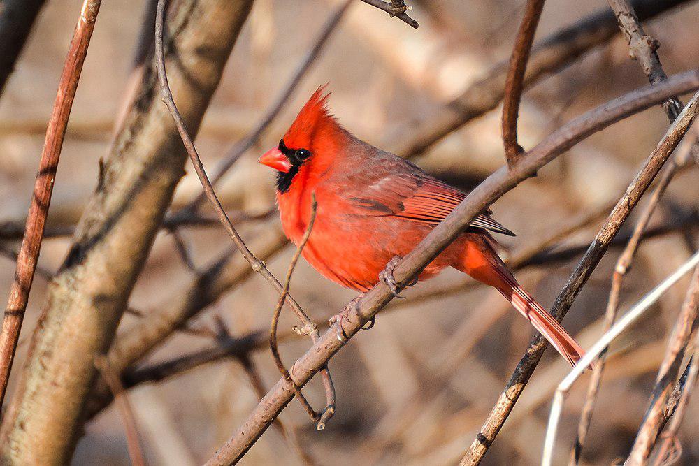 主红雀 / Northern Cardinal / Cardinalis cardinalis