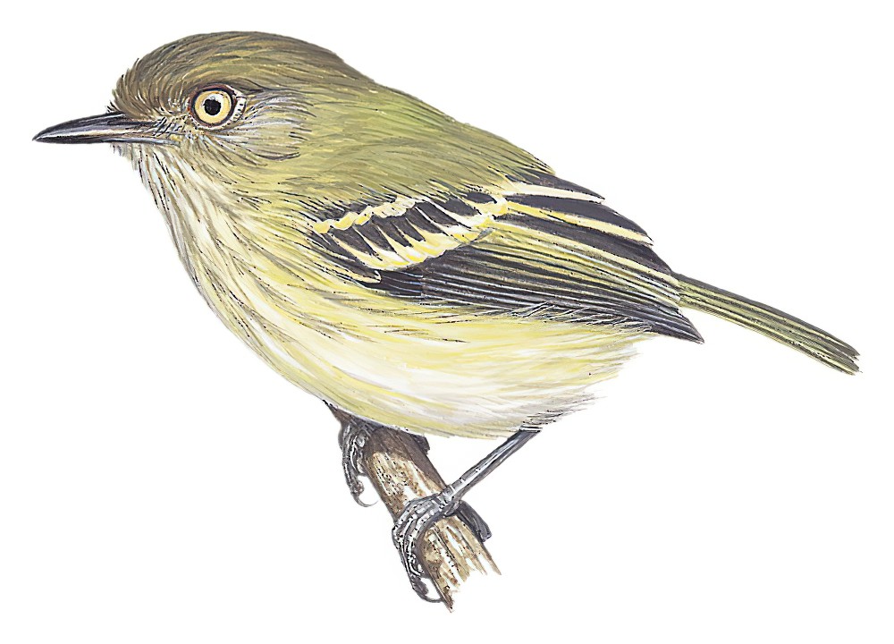 奇氏哑霸鹟 / Zimmer's Tody-Tyrant / Hemitriccus minimus