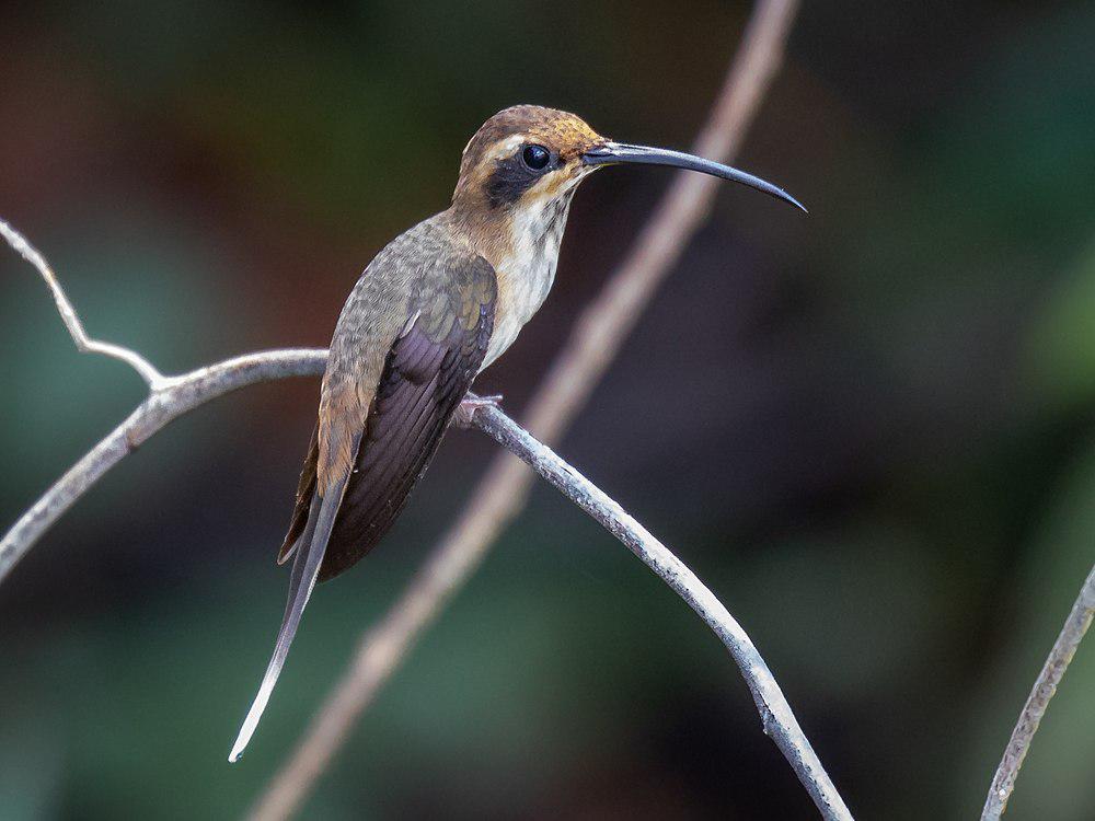 斑喉隐蜂鸟 / Streak-throated Hermit / Phaethornis rupurumii