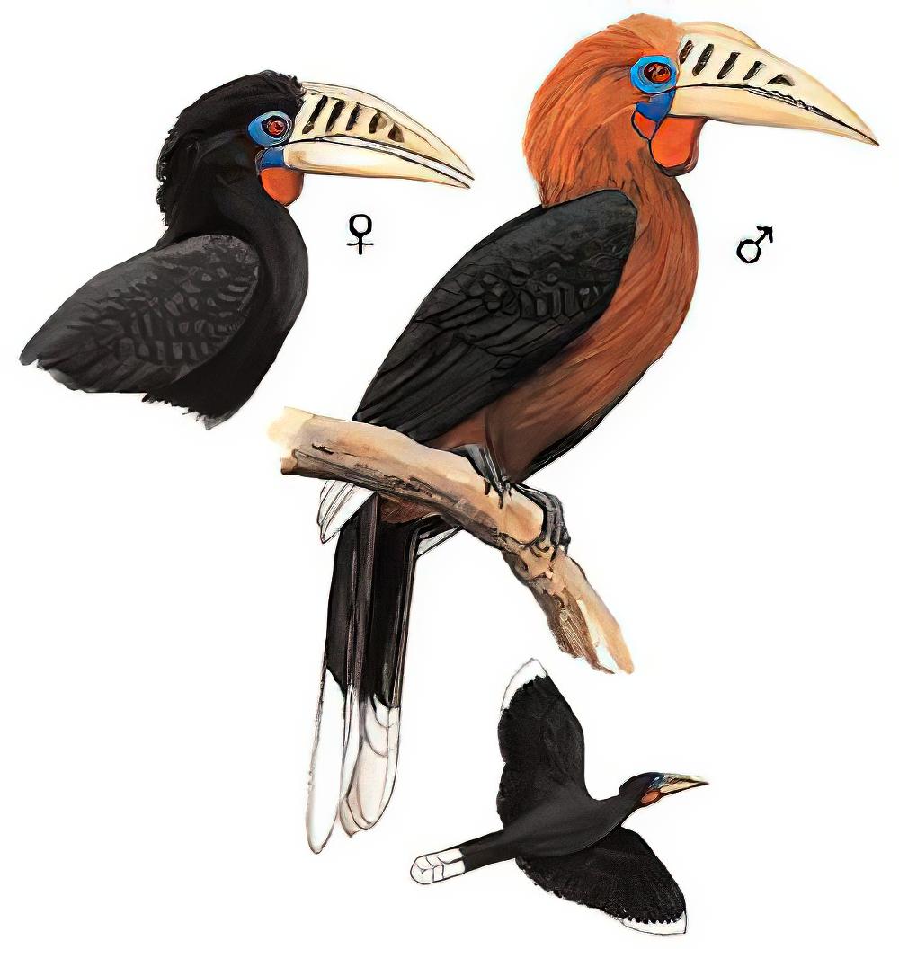 棕颈犀鸟 / Rufous-necked Hornbill / Aceros nipalensis