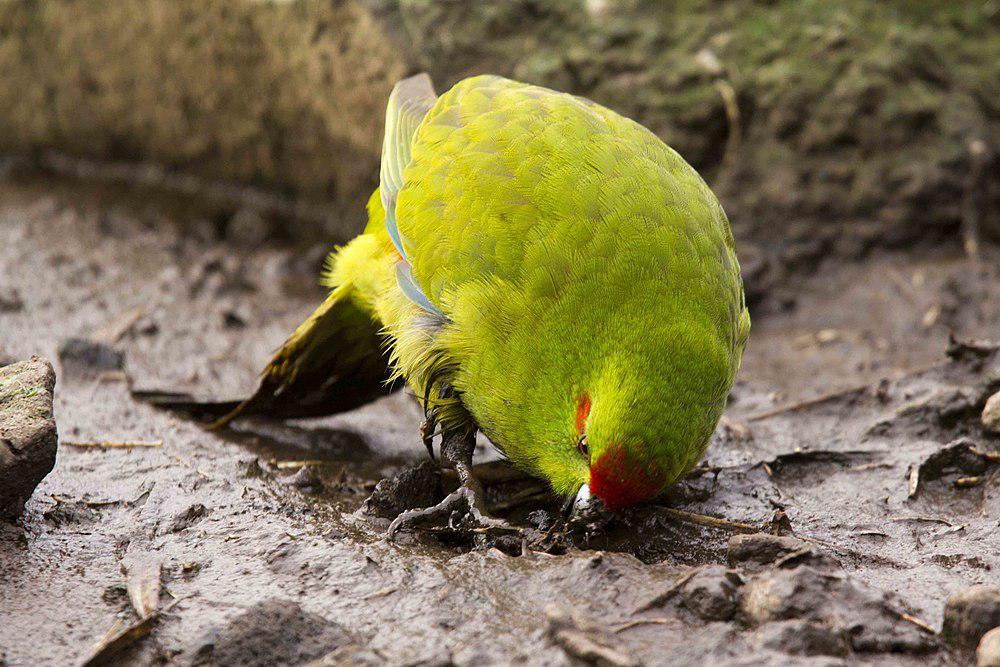 安岛红额鹦鹉 / Reischek\'s Parakeet / Cyanoramphus hochstetteri