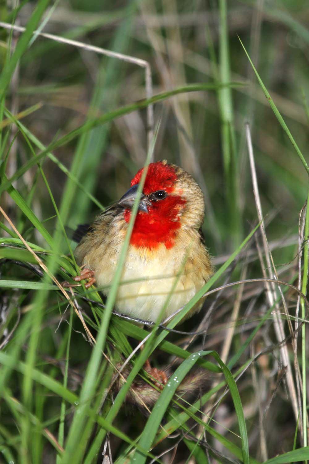 绯红奎利亚雀 / Cardinal Quelea / Quelea cardinalis