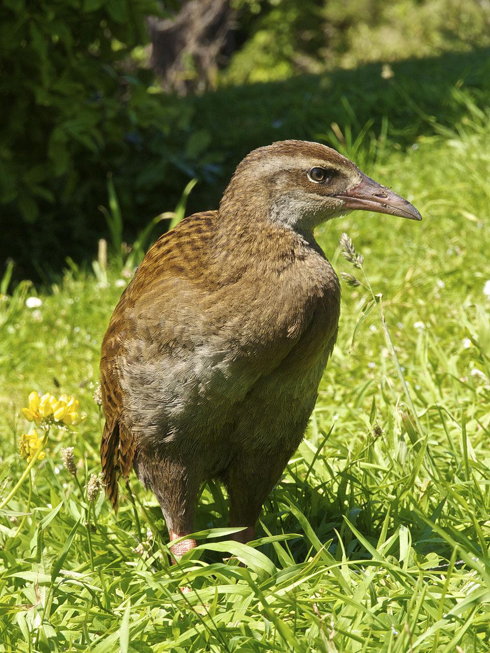 新西兰秧鸡 / Weka / Gallirallus australis