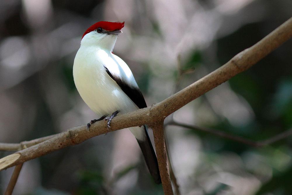 阿拉里皮娇鹟 / Araripe Manakin / Antilophia bokermanni